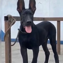 纯种正宗黑狼犬纯黑狗全黑黑狼纯种可视频挑选2个月3个月纯
