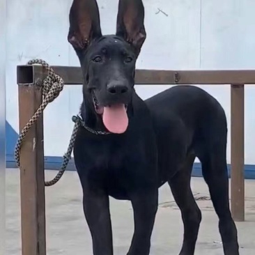 纯种正宗黑狼犬纯黑狗全黑黑狼纯种可视频挑选2个月3个月纯