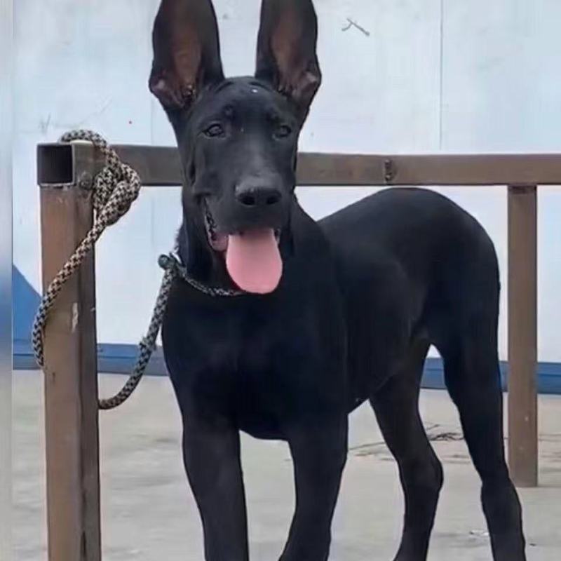 纯种正宗黑狼犬纯黑狗全黑黑狼纯种可视频挑选2个月3个月纯