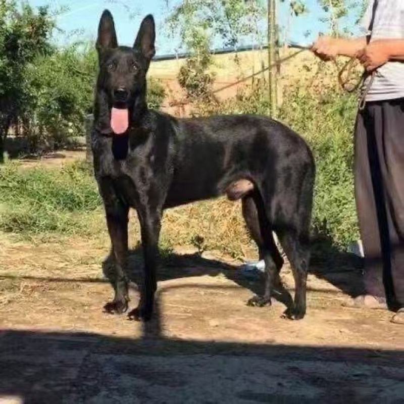 纯种正宗黑狼犬纯黑狗全黑黑狼纯种可视频挑选2个月3个月纯