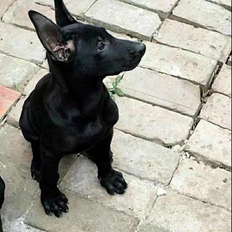 纯种正宗黑狼犬纯黑狗全黑黑狼纯种可视频挑选2个月3个月纯