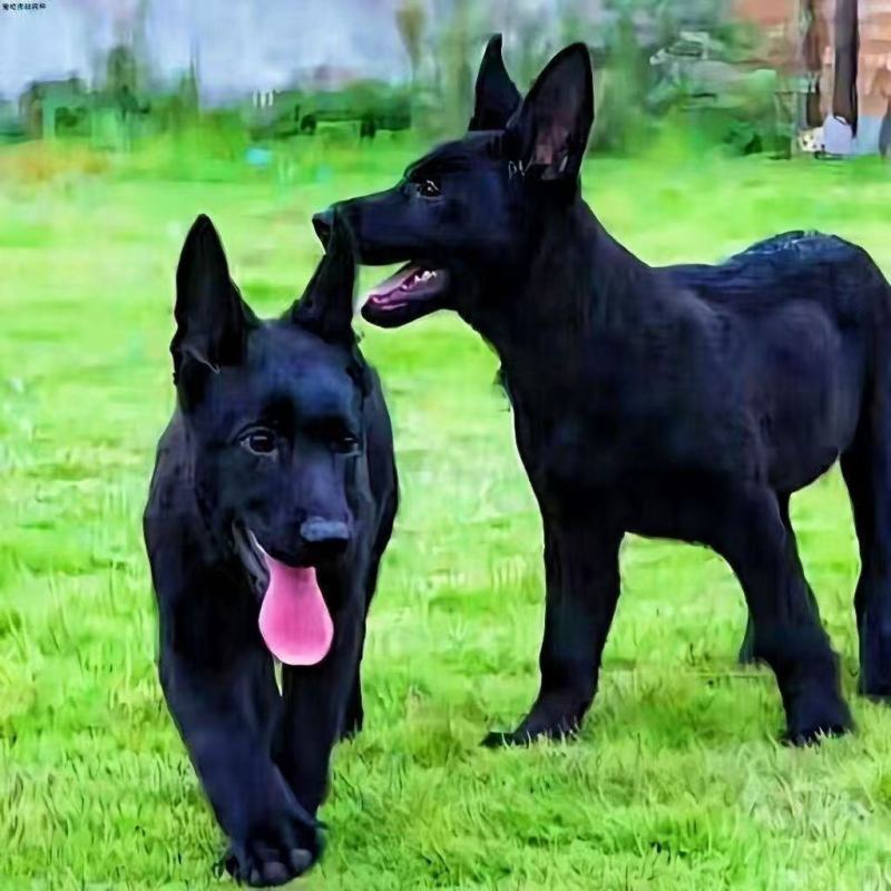 纯种正宗黑狼犬纯黑狗全黑黑狼纯种可视频挑选2个月3个月纯