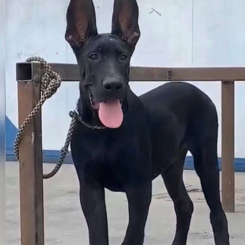 纯种正宗黑狼犬纯黑狗全黑黑狼纯种可视频挑选2个月3个月纯
