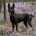 纯种正宗黑狼犬纯黑狗全黑黑狼纯种可视频挑选2个月3个月纯