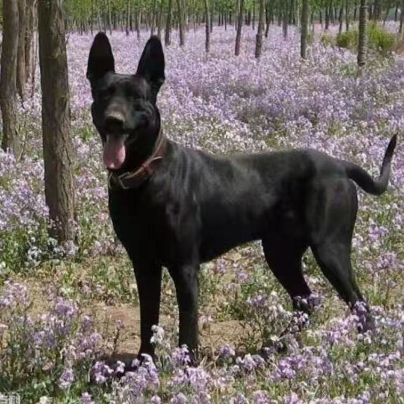 纯种正宗黑狼犬纯黑狗全黑黑狼纯种可视频挑选2个月3个月纯