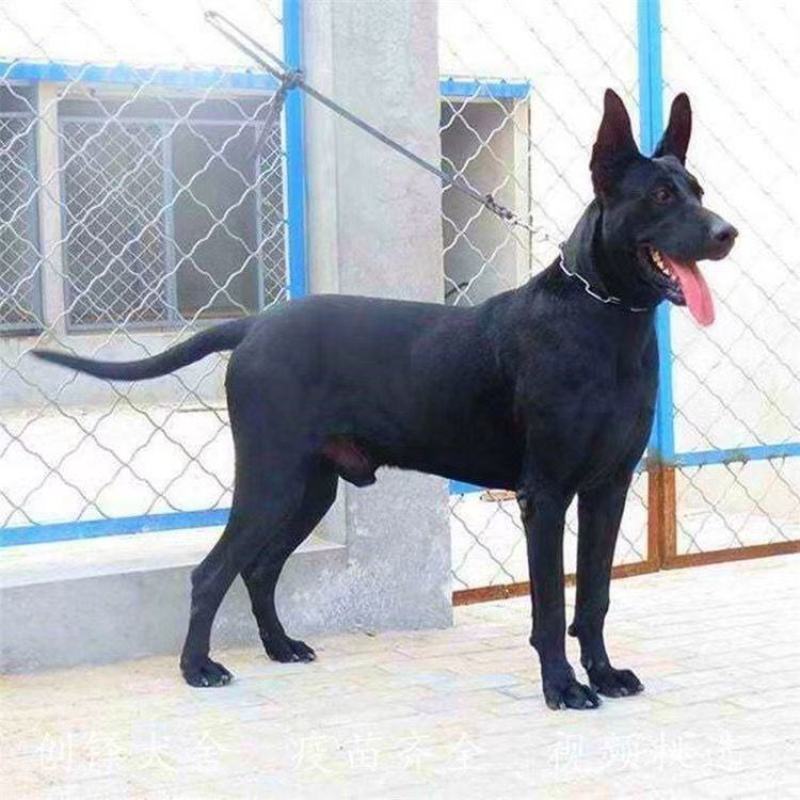 纯种正宗黑狼犬纯黑狗全黑黑狼纯种可视频挑选2个月3个月纯