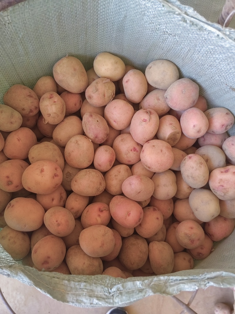 云南土豆红皮迷你小土豆餐饮食品货源充足量大从优全国