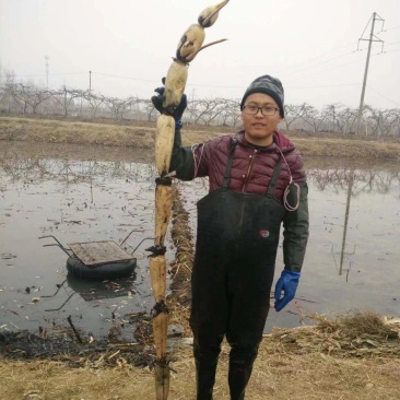 八湖莲藕藕苗