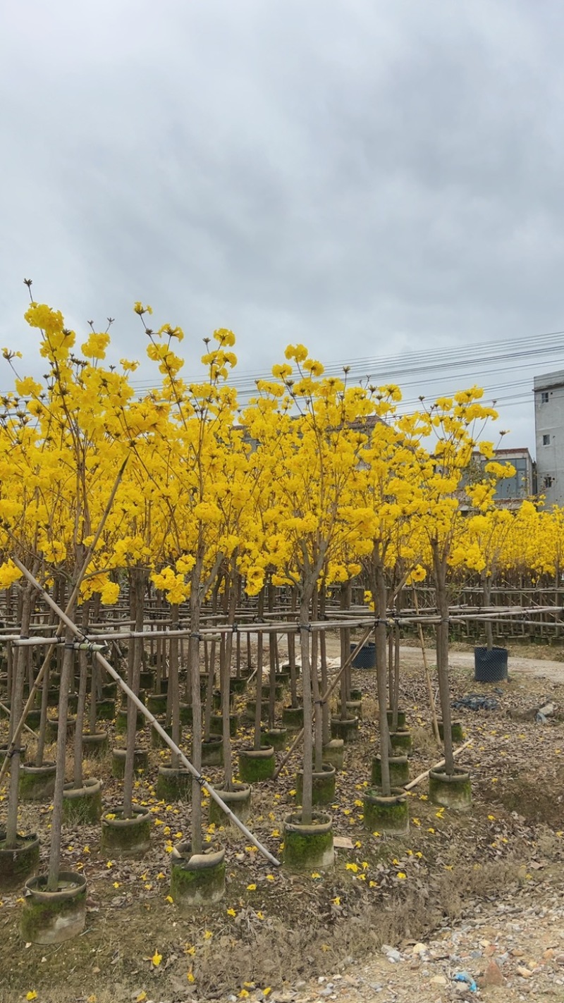 大量供应5-6分黄花风铃木