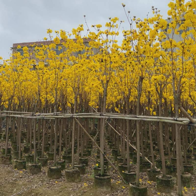 大量供应5-6分黄花风铃木