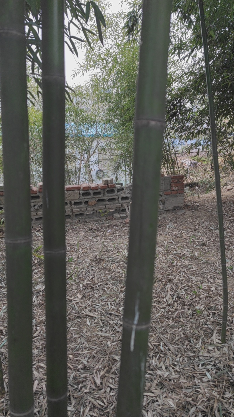 烟台培育北方竹苗