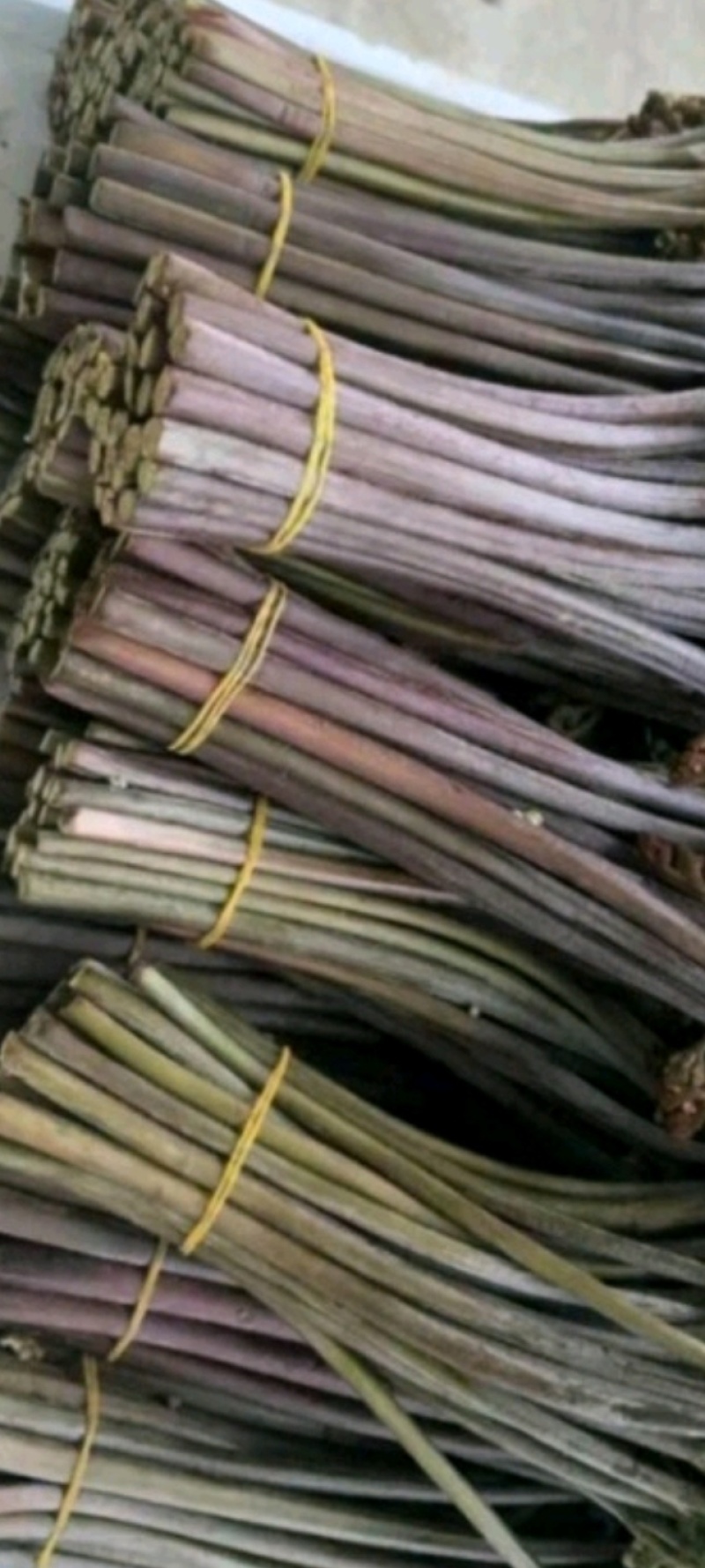精品蕨菜大量供应对接全国各地支持视频看货欢迎来电