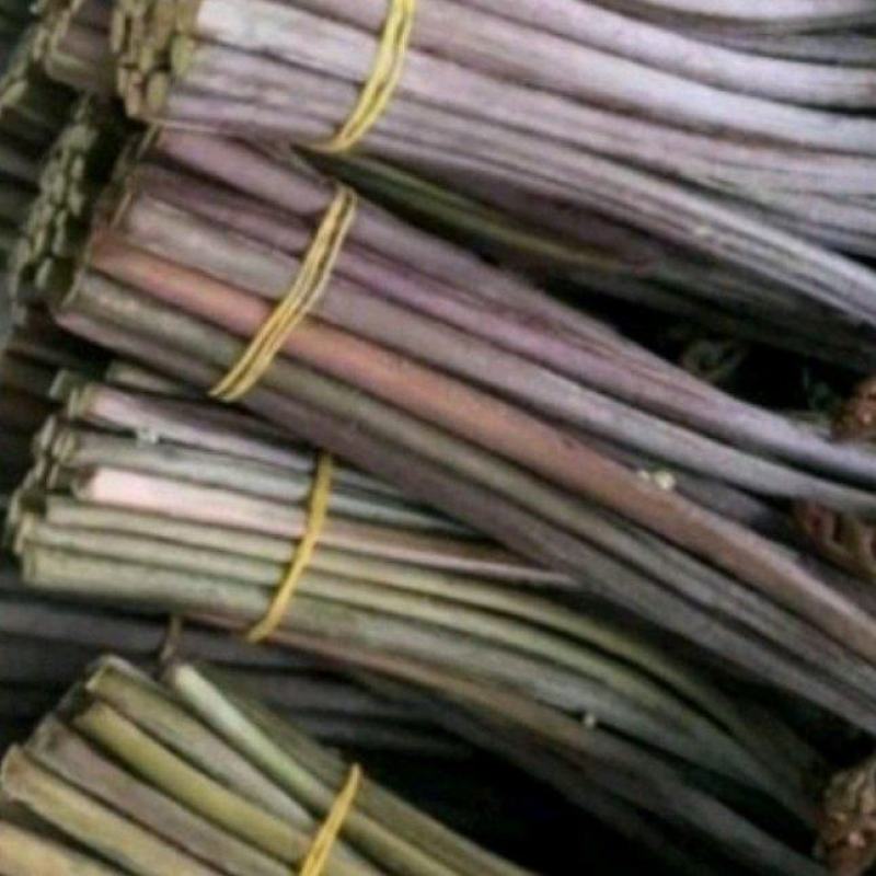 精品蕨菜大量供应对接全国各地支持视频看货欢迎来电
