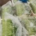 精品泡沫箱空心菜#产地直发#***********
