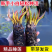 包成活四季莲花盆栽鱼缸池塘水养花卉