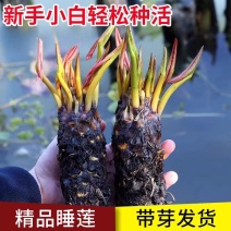 包成活四季莲花盆栽鱼缸池塘水养花卉