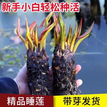 包成活四季莲花盆栽鱼缸池塘水养花卉