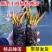 包成活四季莲花盆栽鱼缸池塘水养花卉