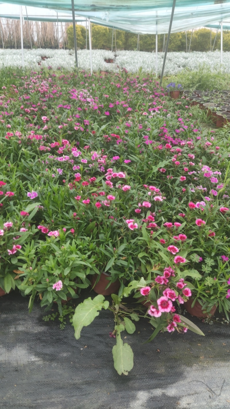 石竹