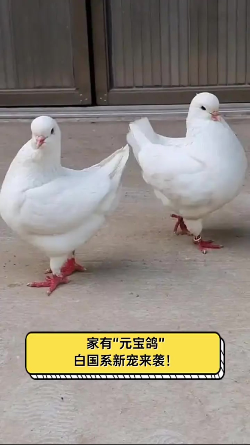 鸽子