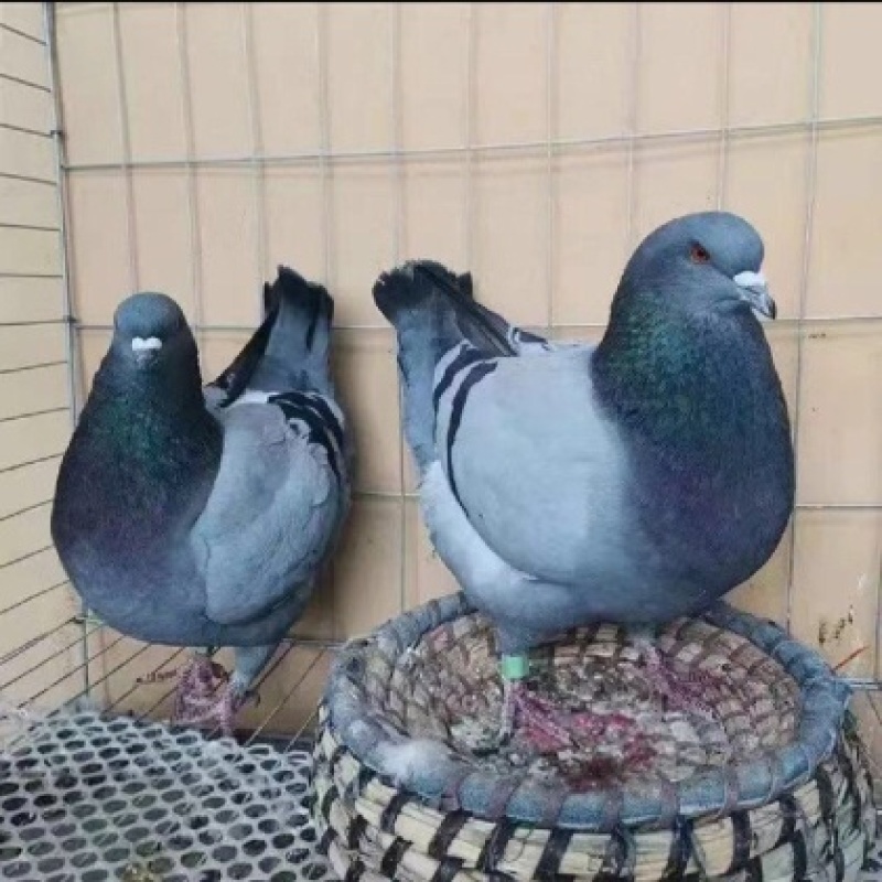 鸽子