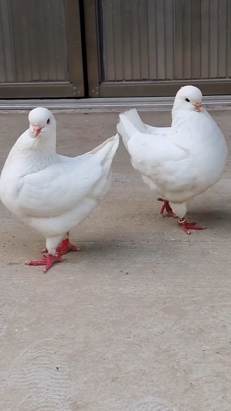 鸽子