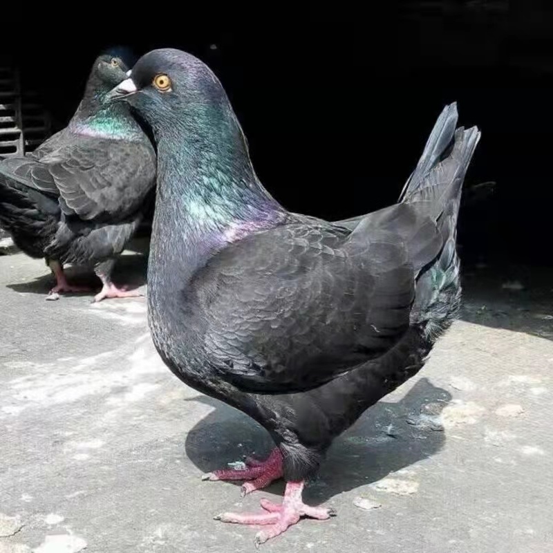 鸽子