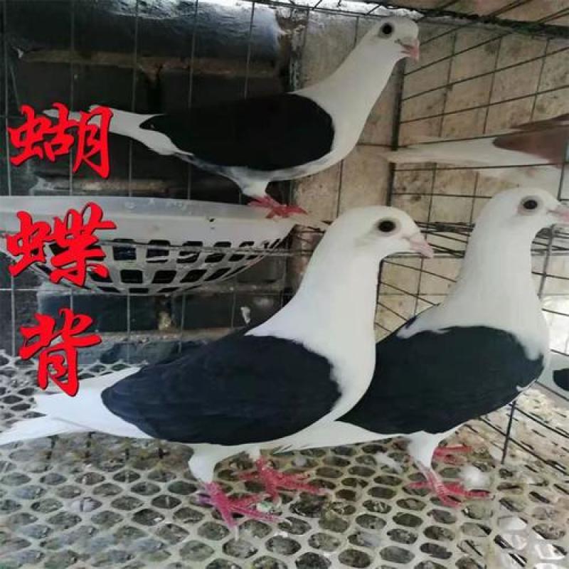鸽子