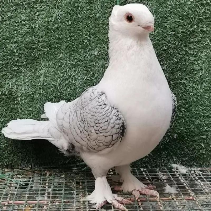 鸽子