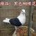 鸽子