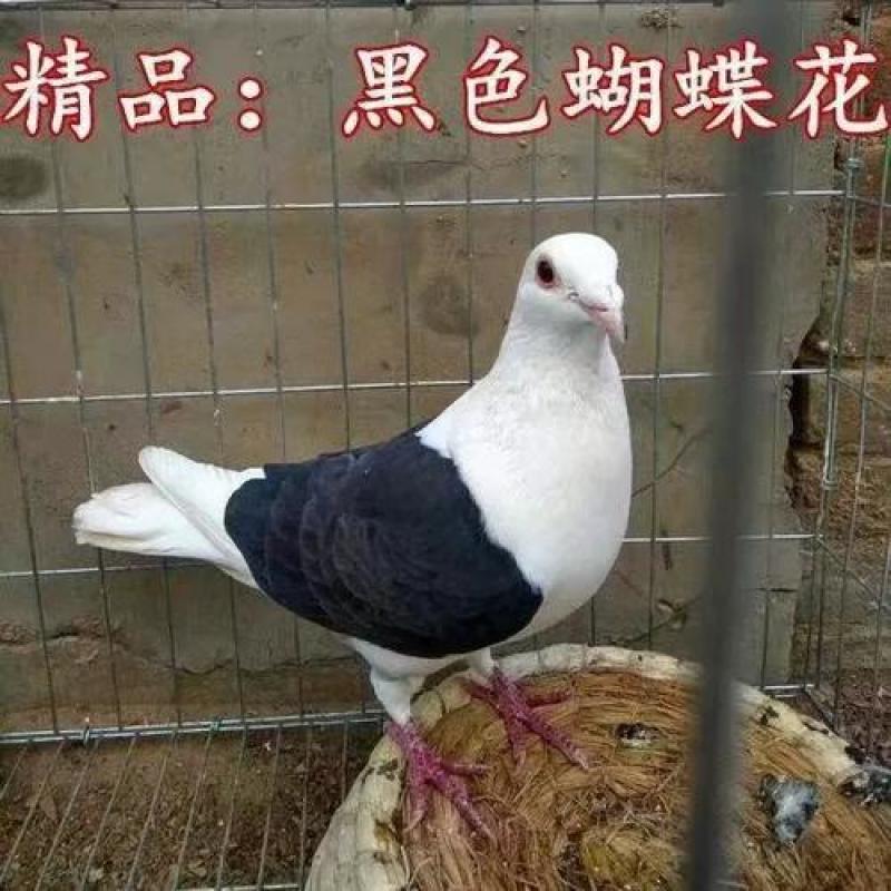 鸽子