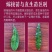 东奎杨梅树苗四季庭院南北方种植