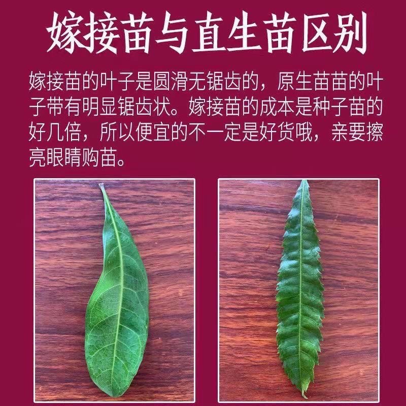 东奎杨梅树苗四季庭院南北方种植
