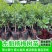 东奎杨梅树苗四季庭院南北方种植