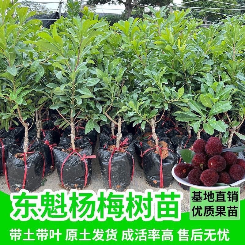 东奎杨梅树苗四季庭院南北方种植