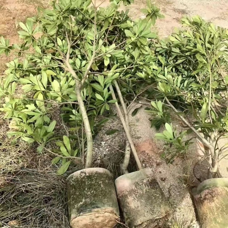 东奎杨梅树苗四季庭院南北方种植