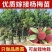 东奎杨梅树苗四季庭院南北方种植