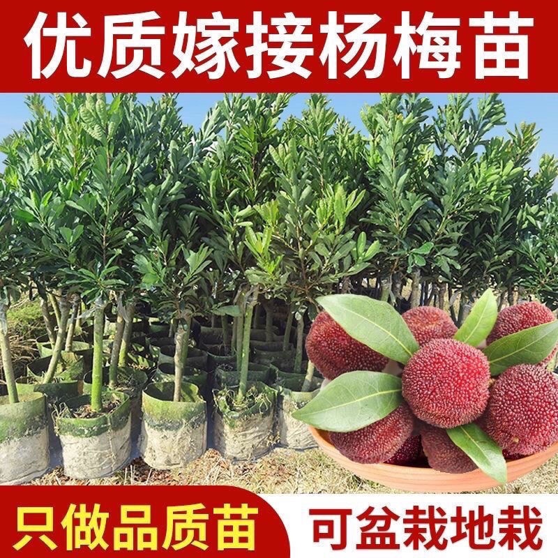 东奎杨梅树苗四季庭院南北方种植