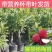 东奎杨梅树苗四季庭院南北方种植
