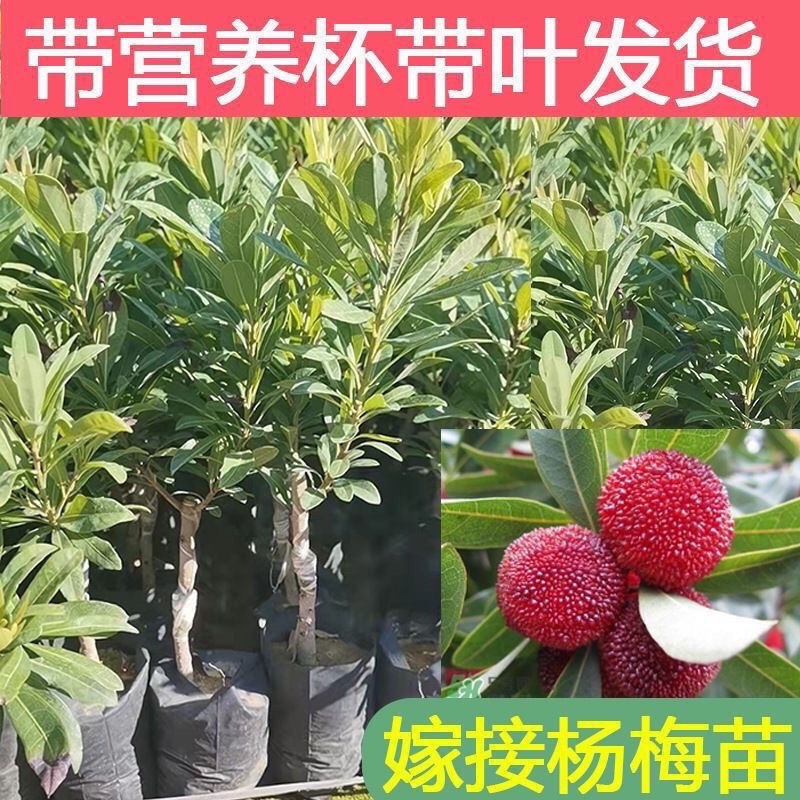 东奎杨梅树苗四季庭院南北方种植