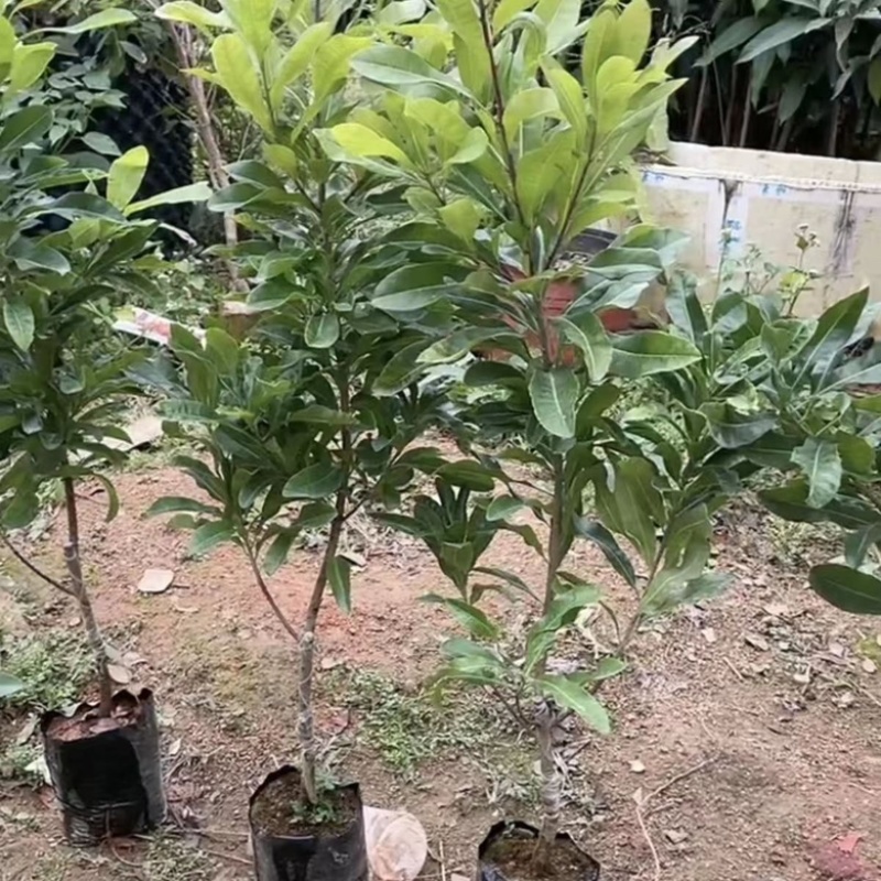 东奎杨梅树苗四季庭院南北方种植