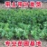 东奎杨梅树苗四季庭院南北方种植