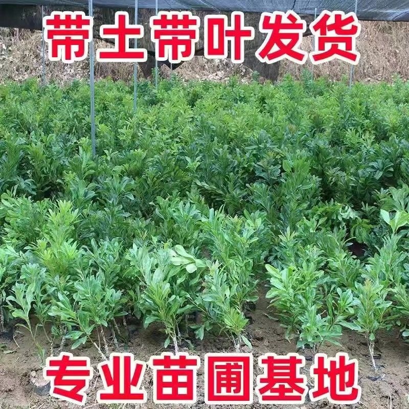 东奎杨梅树苗四季庭院南北方种植