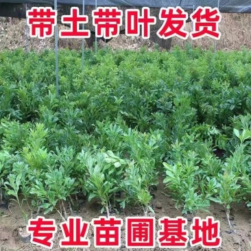 东奎杨梅树苗四季庭院南北方种植