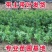 东奎杨梅树苗四季庭院南北方种植