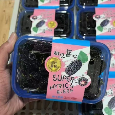 新鲜桑葚产地一手货源代办代发保质保量发货全渠道对接