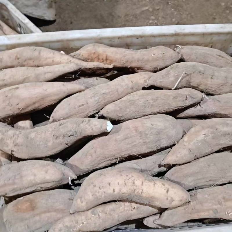 哈密红薯沙土地种植支持各种包装，口感香甜，无筋无丝