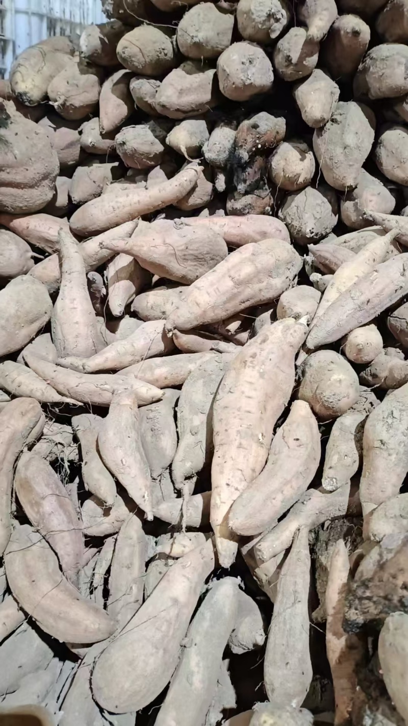 哈密红薯沙土地种植支持各种包装，口感香甜，无筋无丝