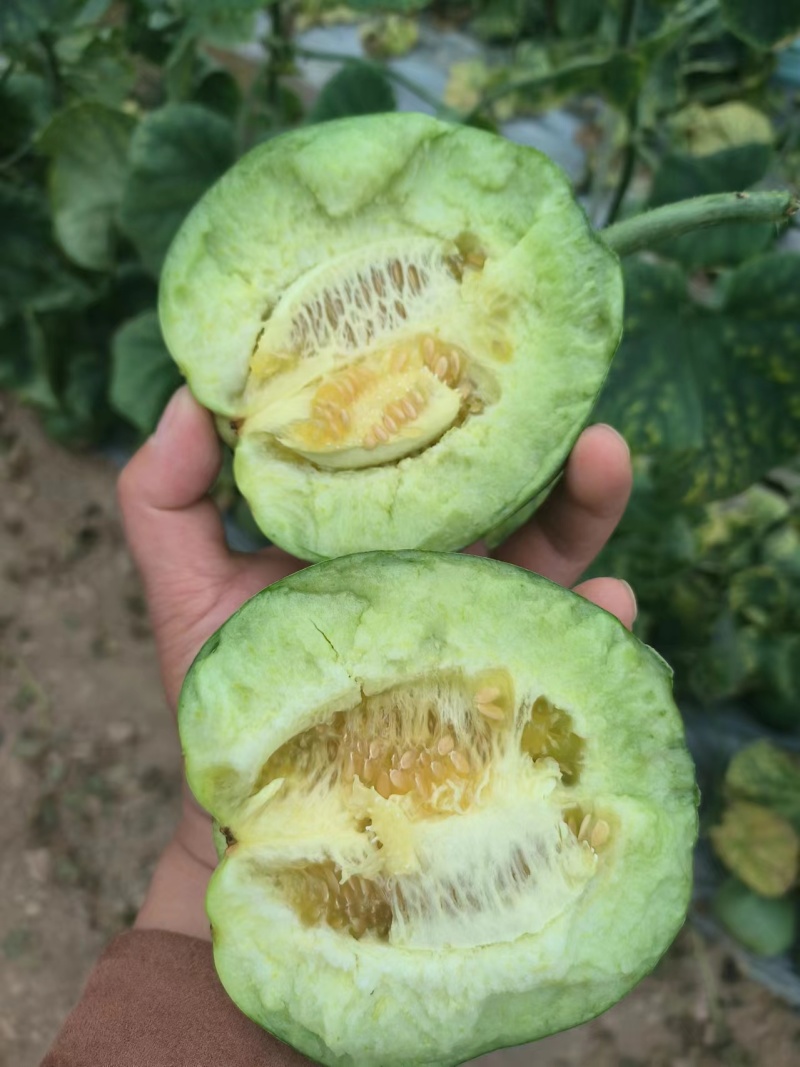 精品花蕾系列高糖度甜瓜