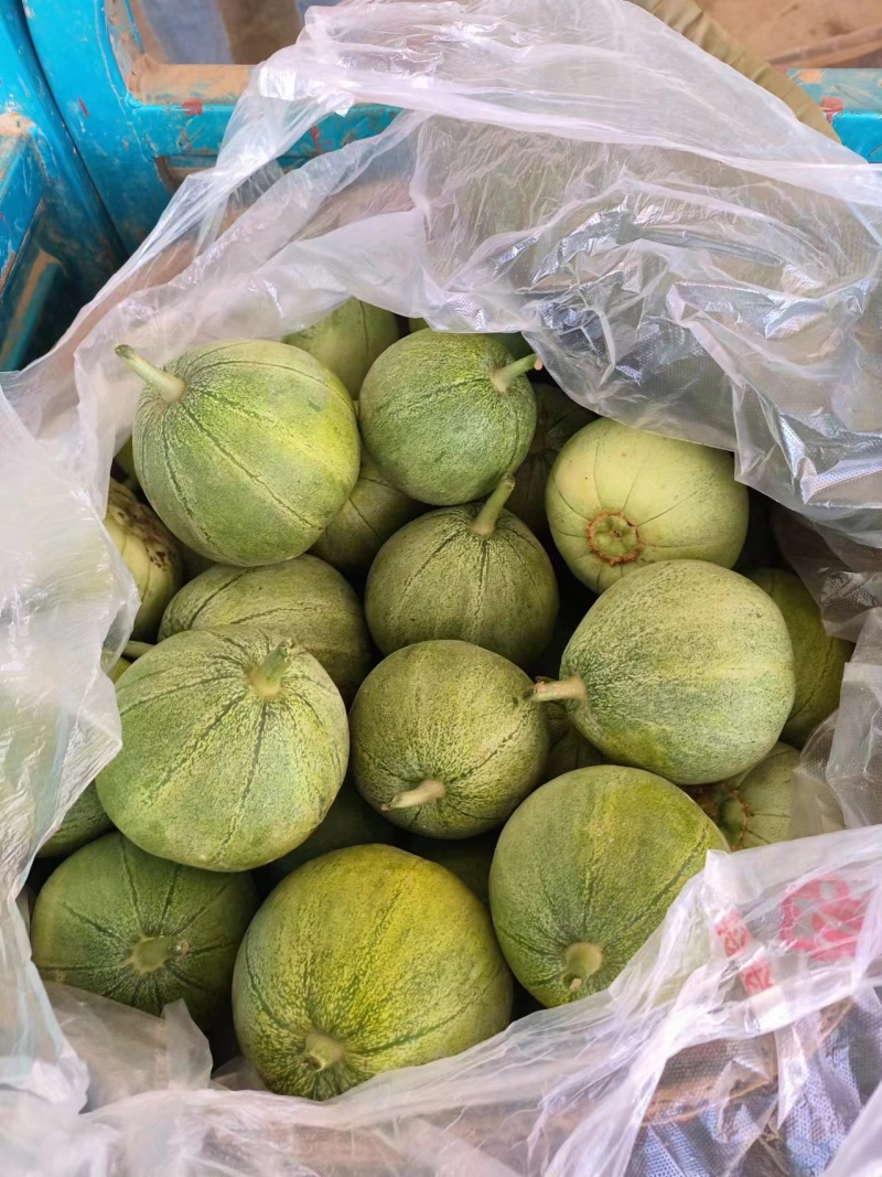 精品花蕾系列高糖度甜瓜